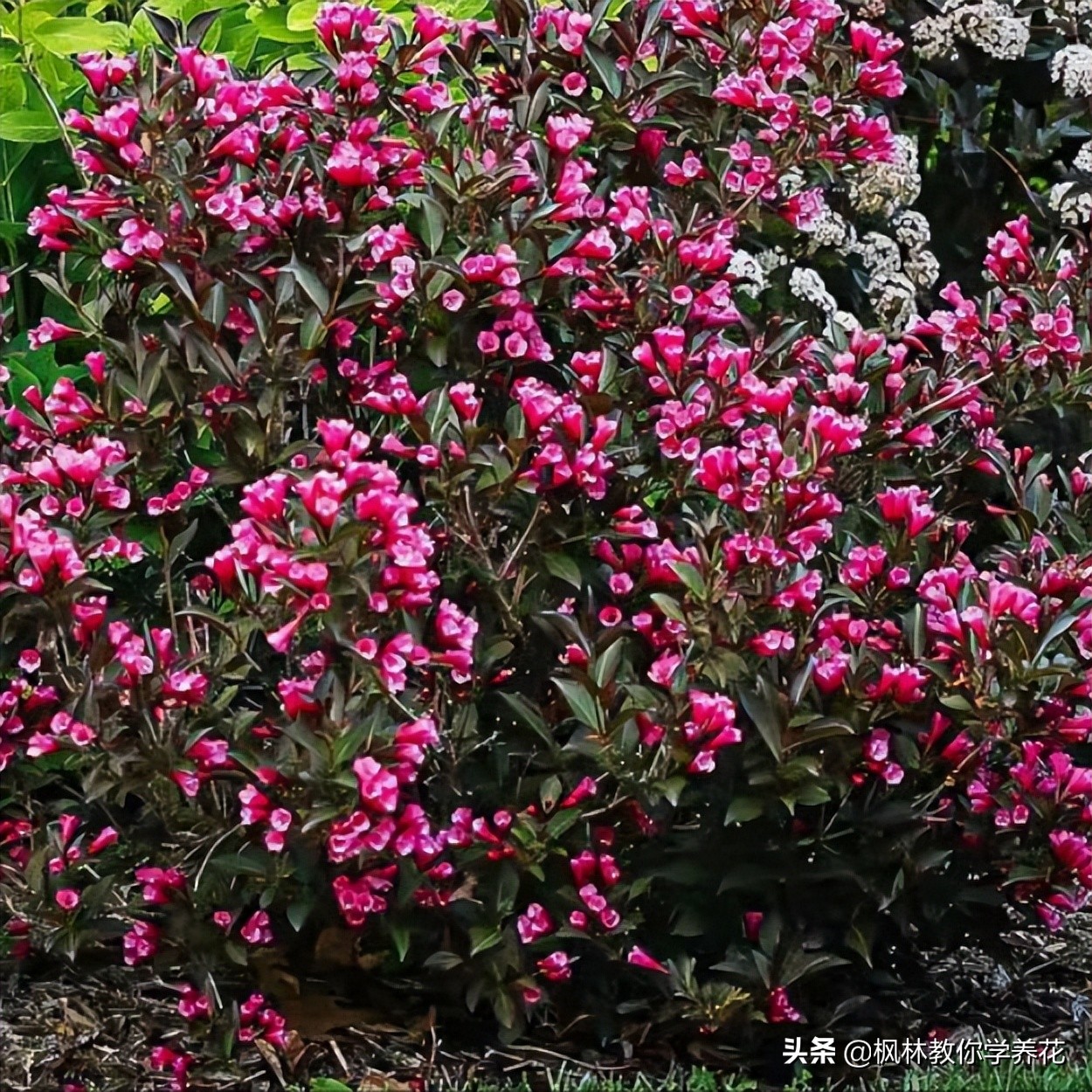 好培养的红叶树,适合室内种植的红叶树