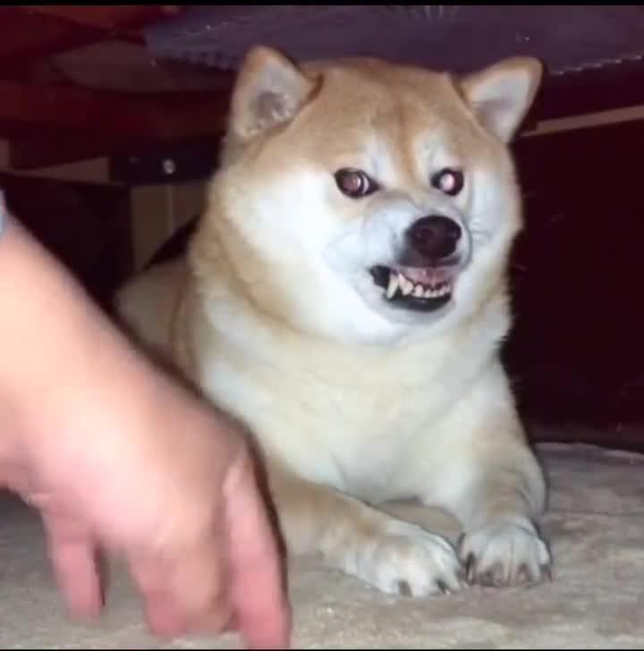 狗狗叫声的含义,狗狗的叫声像哭一样怎么回事