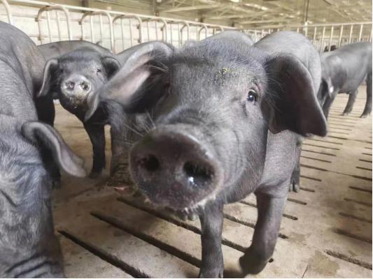 比普通猪肉贵一倍的黑猪肉,黑猪肉为什么那么贵阅读