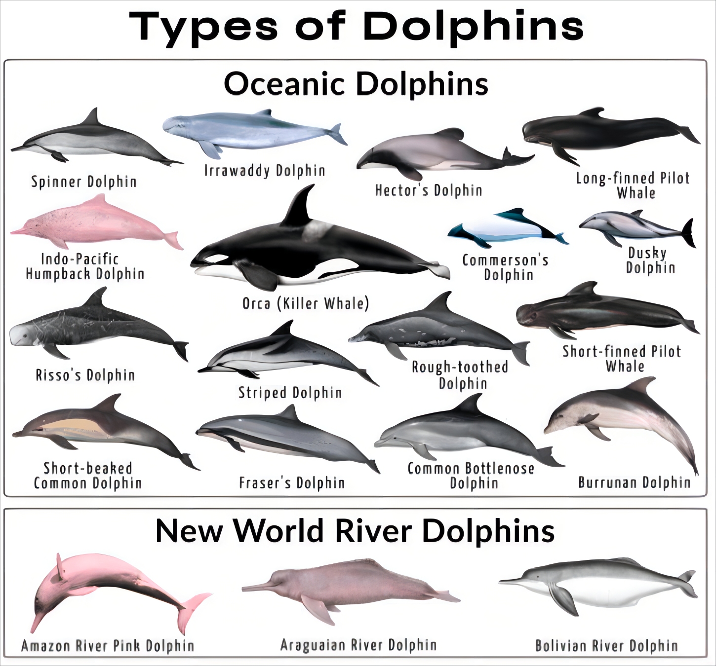 海豚繁殖能力如何,海豚怎样进行繁衍