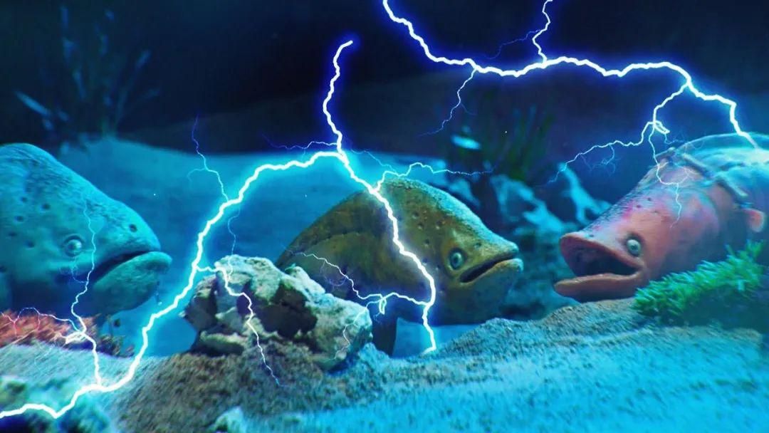 电鳗放电原理研究出来了吗,电鳗为什么能发出强大的电流