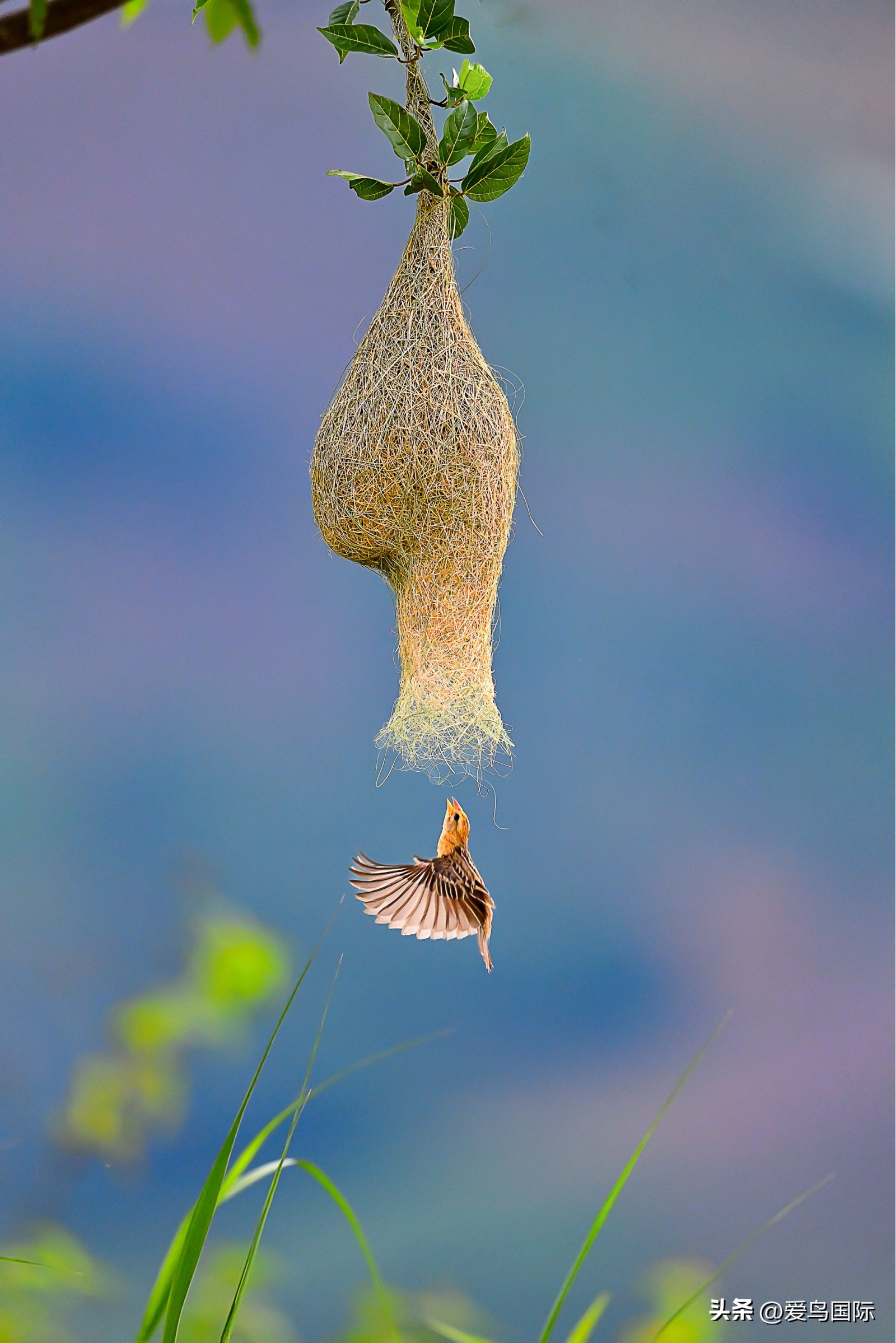 2024观鸟大年,观鸟大年介绍