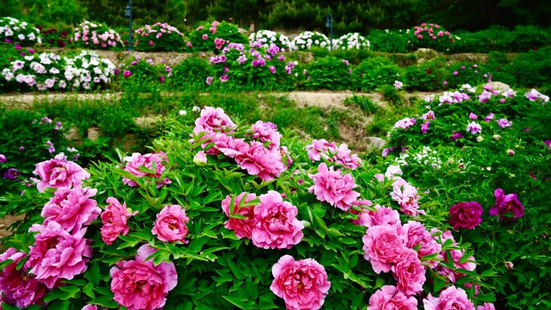 北京市密云区云峰山森林康养基地,北京密云康养基地