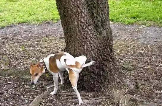 公狗为什么叫牙狗,为啥小公狗叫小牙狗