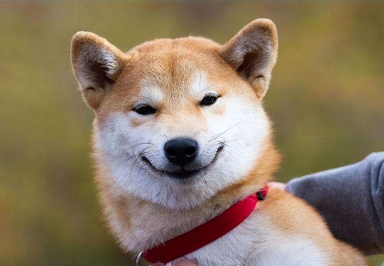 成年的狗狗得细小的症状是什么,狗狗得细小是什么病什么症状