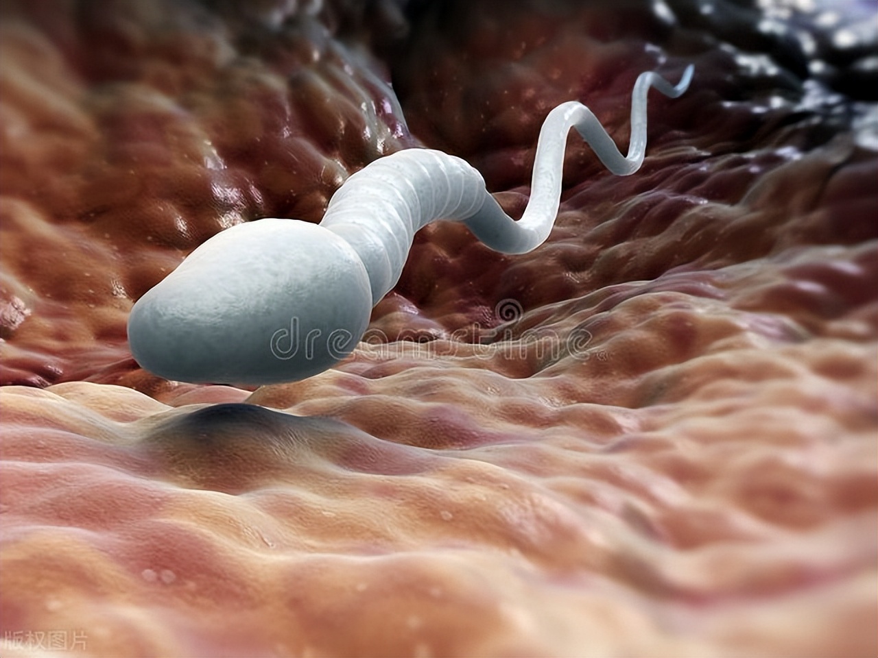 精子和卵子结合白带有什么变化,精子和卵子结合的身体变化