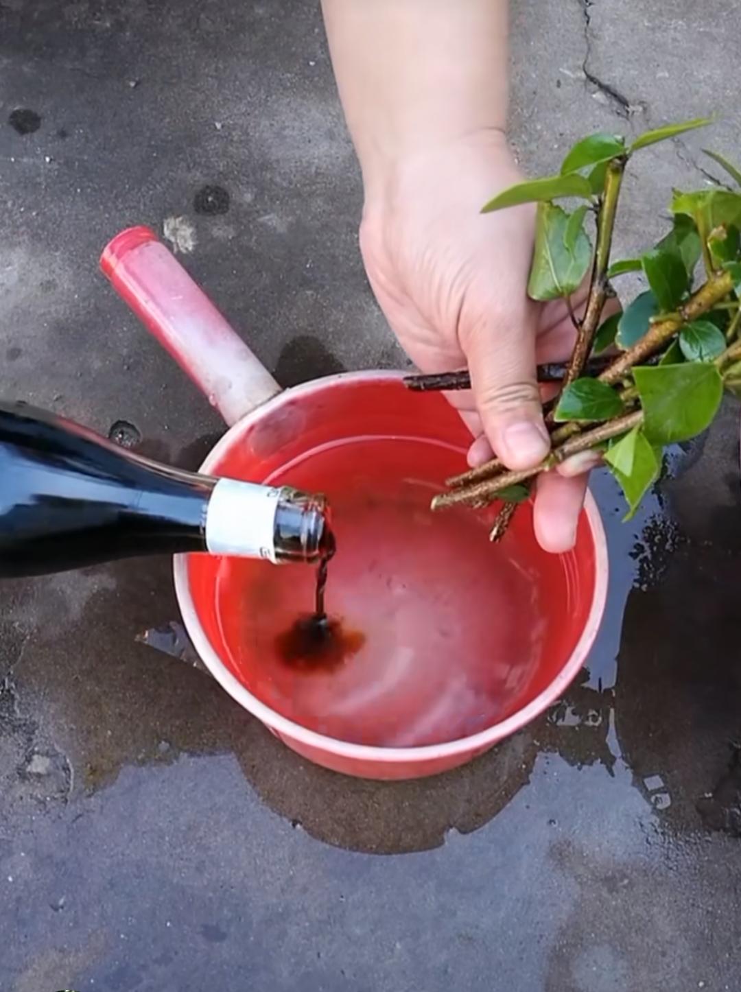 厨房里的养花神器,厨房适合养花的肥料