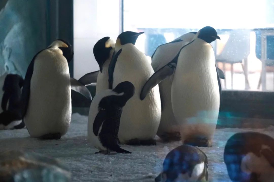 海昌游玩路线攻略,海昌门票攻略