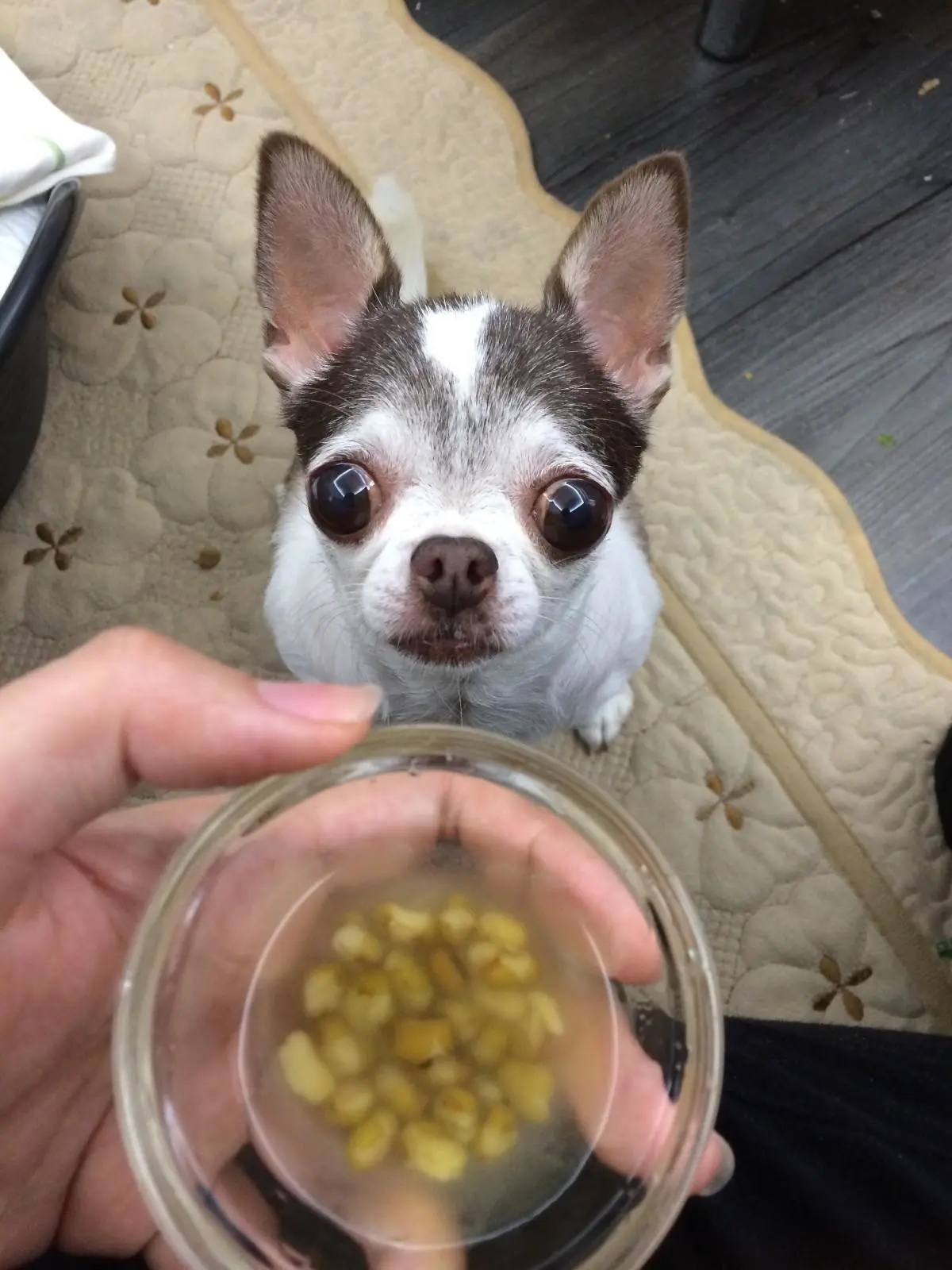 狗狗口臭怎么办解决方法大揭秘,狗狗口臭怎么办最快解决