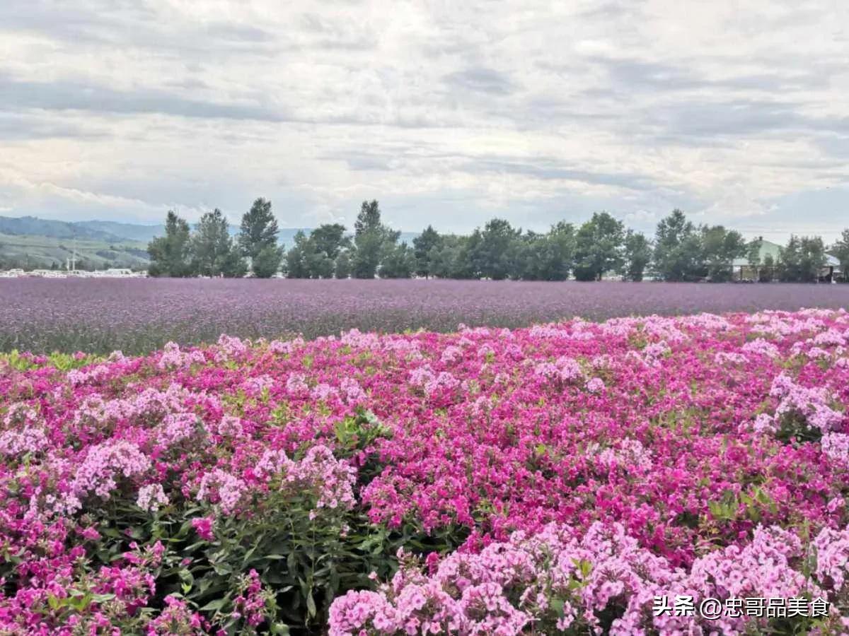 日落晚霞映照九曲十八弯,日落黄昏的九曲十八弯