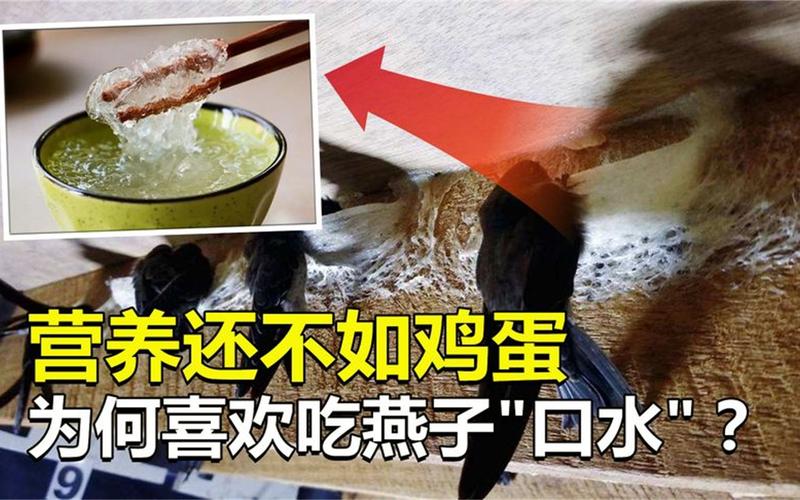 燕窝真的是用燕子的口水制成的吗,燕窝真的是燕子用嘴巴吐出来的吗