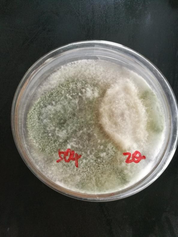 一文帮您解决——秋月梨死棵和木栓病！