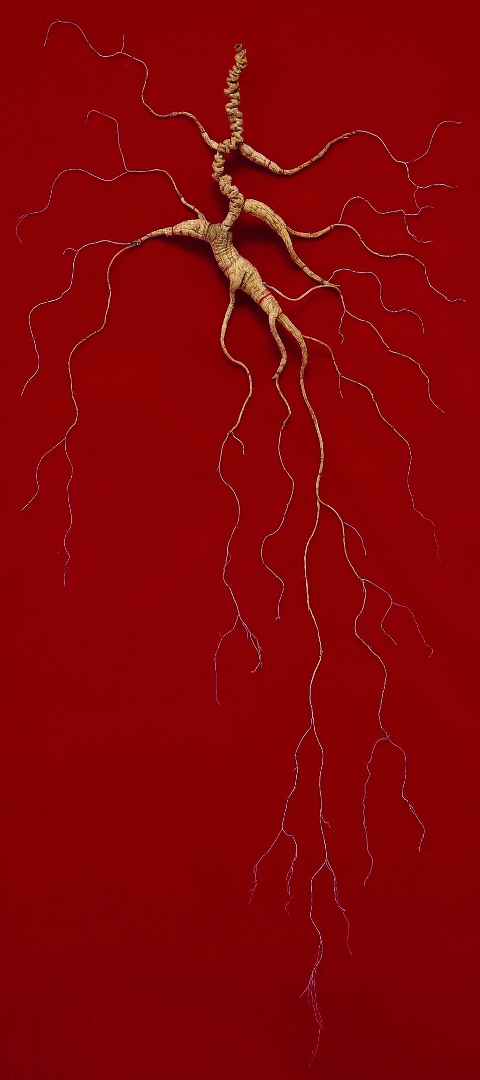 吃好喝好才有免疫力上海匡时秋拍养生食粹拍品助力藏家抗疫