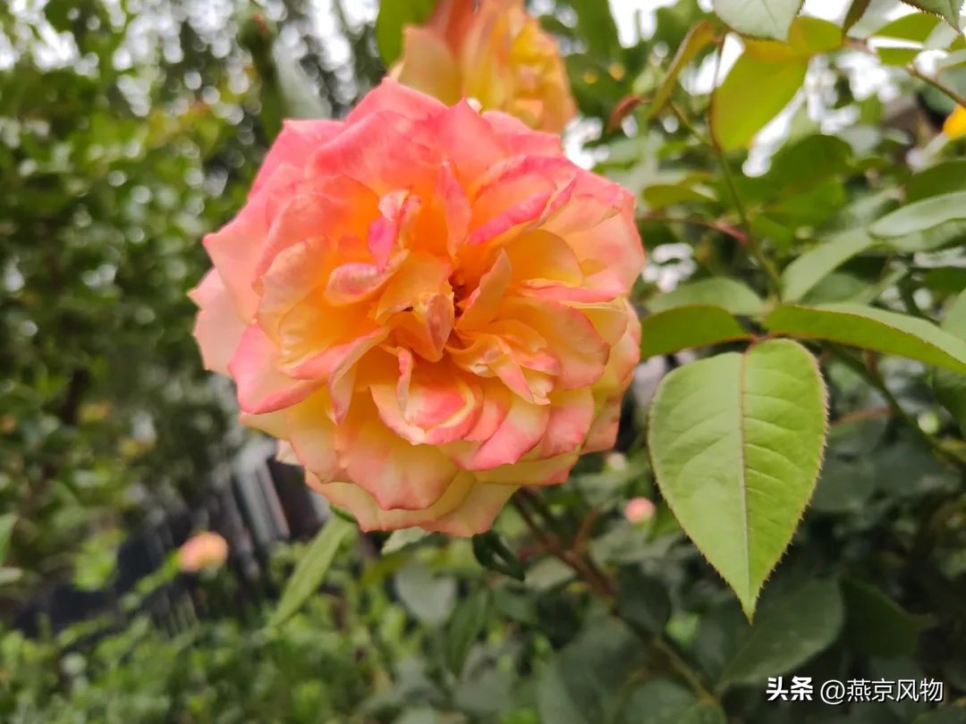 又到一年花开时下半句,又到一年花开时朗诵