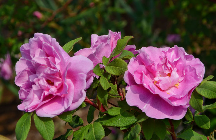 平阴玫瑰花原创包装设计,平阴玫瑰花生产厂家电话