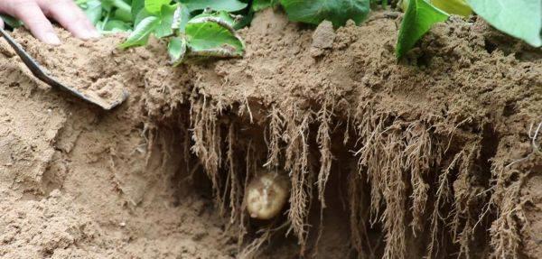 沃滴滴生物液态肥在玉米、马铃薯主产区多地刷新高产记录