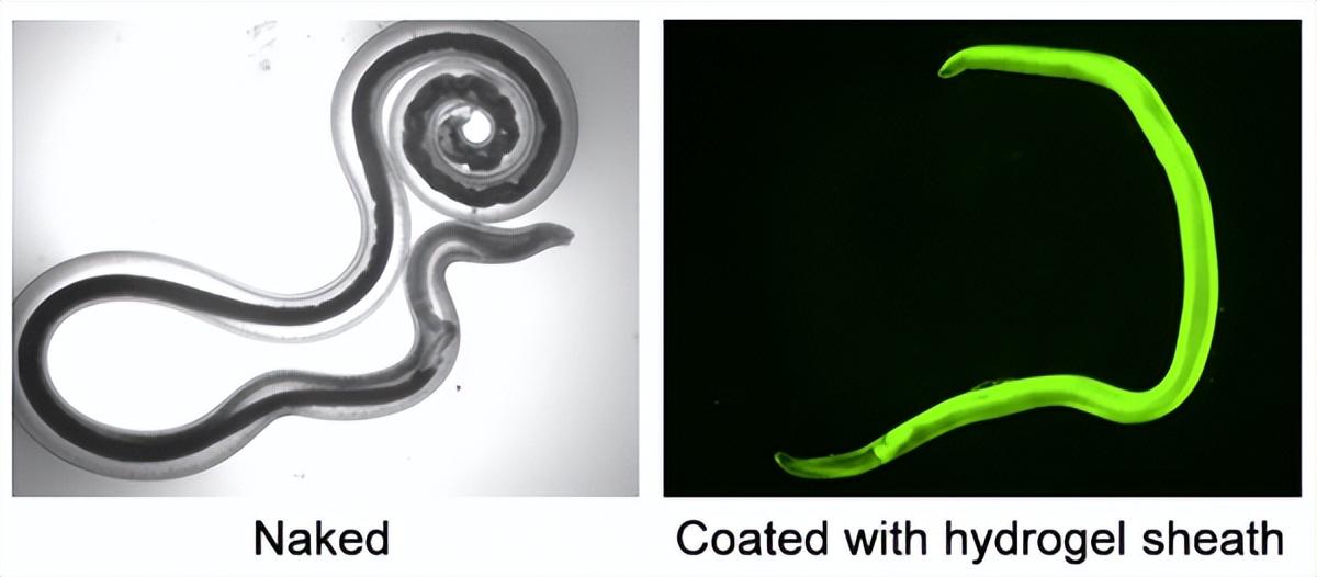 蠕虫杀死癌细胞,日本蠕虫癌细胞