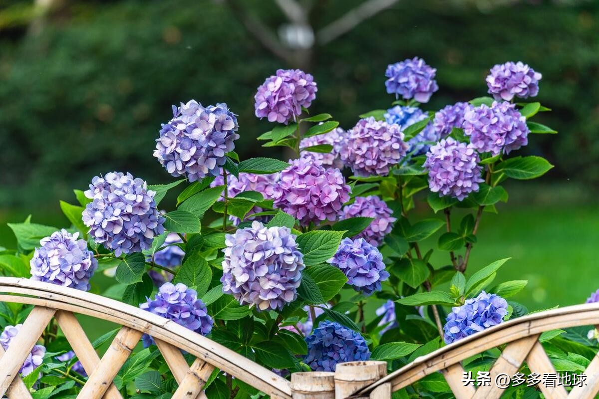 鎺㈣浜氭床鑺遍兘鏄嗘槑鏂楀崡椴滆姳灏忛晣,椴滆姳灏忛晣涔嬫梾