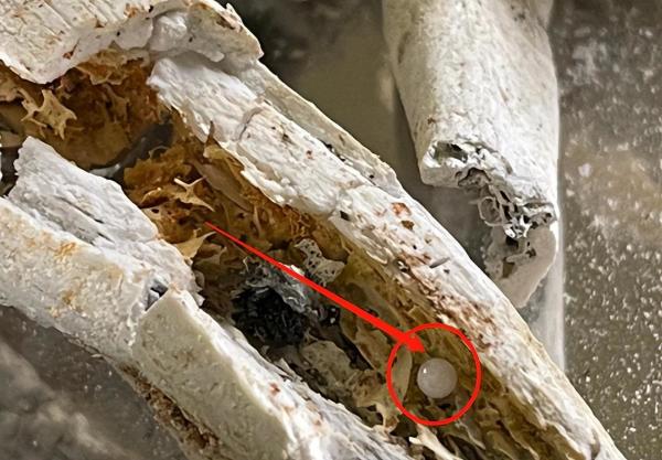 星云大师的舍利子火化画面,星云大师舍利子真实照片