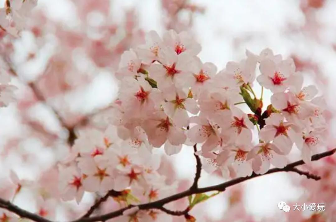 超级美的樱花美景全景,浪漫樱花海美景图