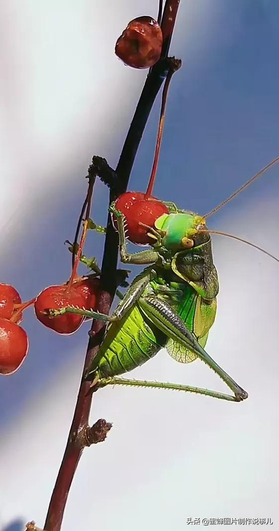 昆虫总动员壁纸,青草昆虫壁纸