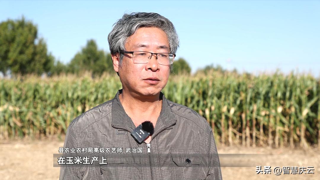 今年农户玉米亩产量,山东德州地区种啥玉米高产