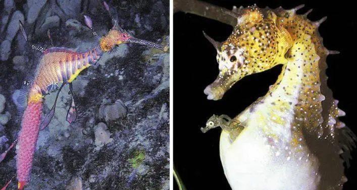 漂亮的神秘海马,神秘海马