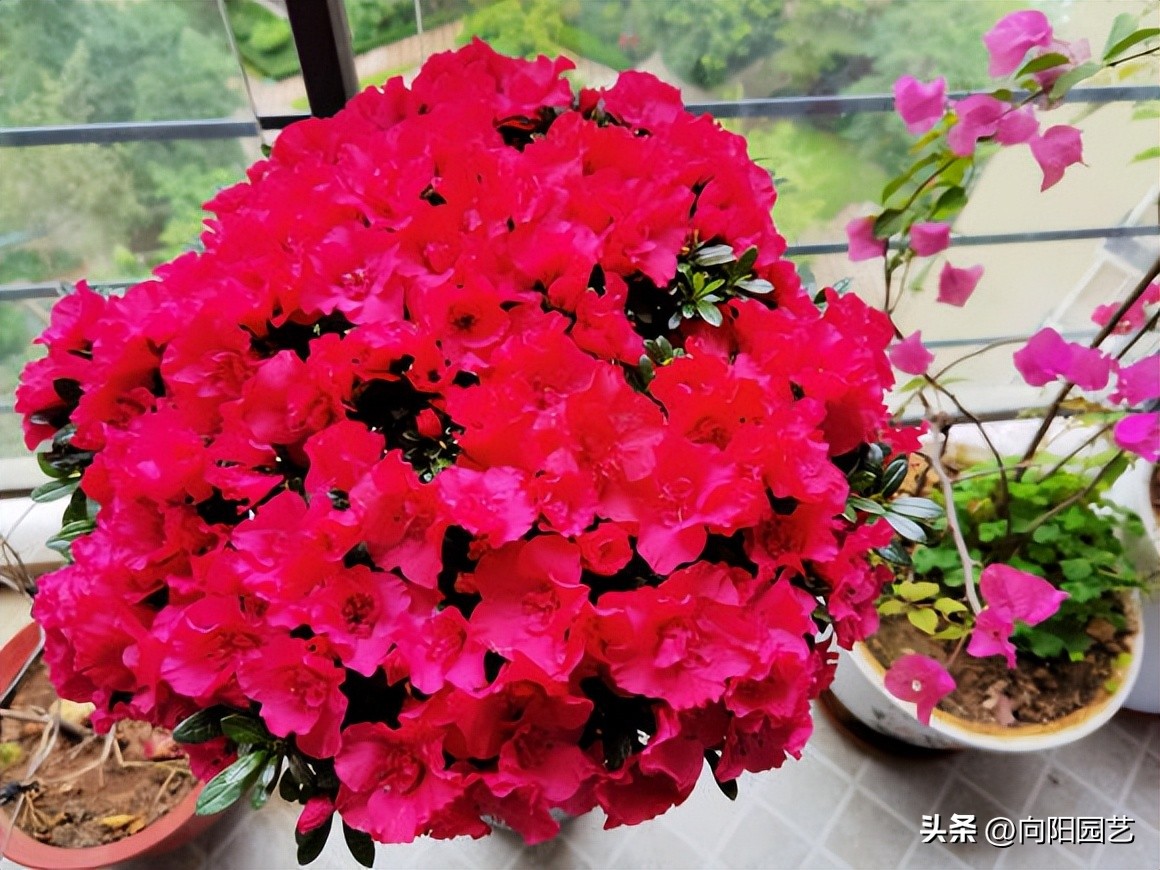 家里养的花开花就掉了,买的花回来养掉叶子