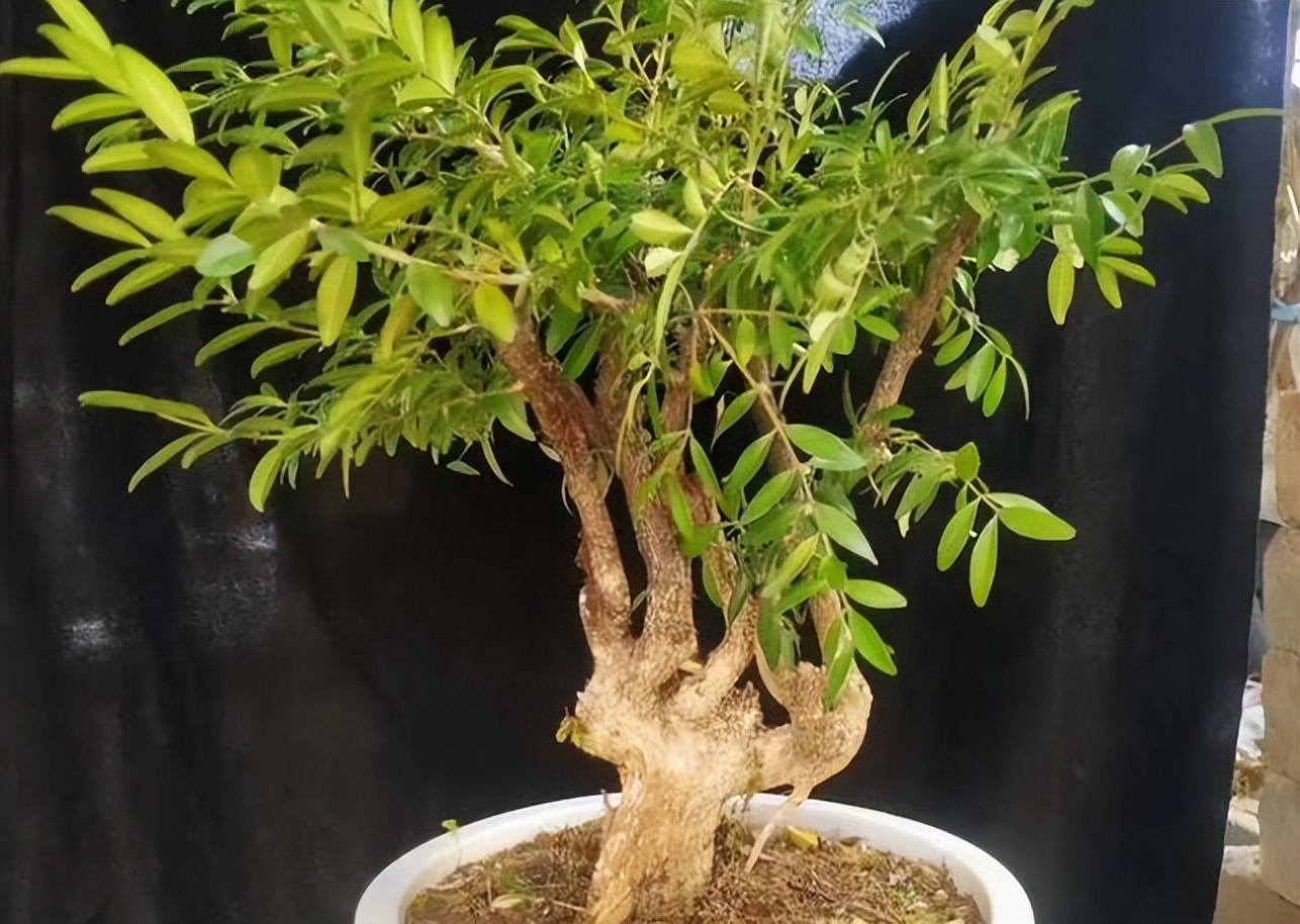 黄杨盆栽忌讳,小叶黄杨树皮有一半枯了怎么处理