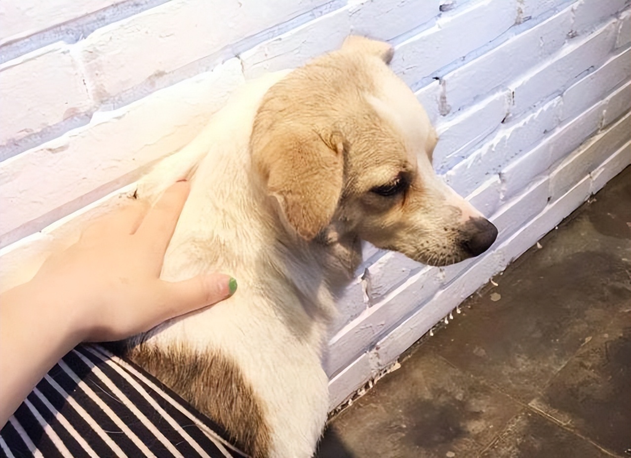 狗狗身上有四处“摸不得”，当心心理问题找上门