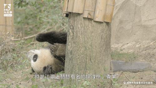 真正的熊猫和实际上的熊猫,最黑的熊猫是什么样子