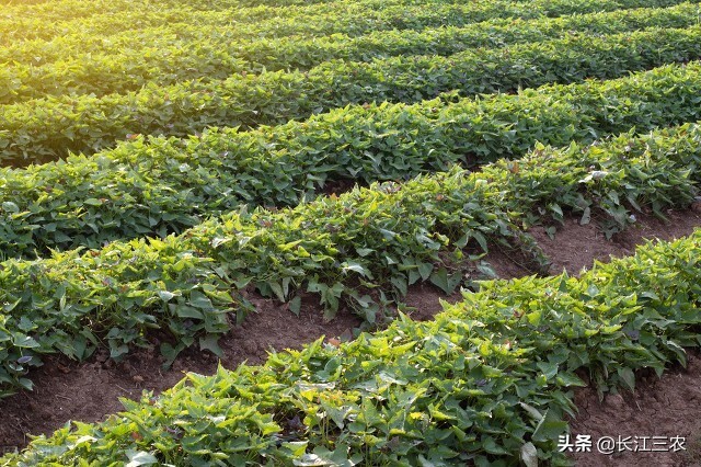 农村种红薯如何翻禾苗锄草,红薯地人工锄草的方法和技巧