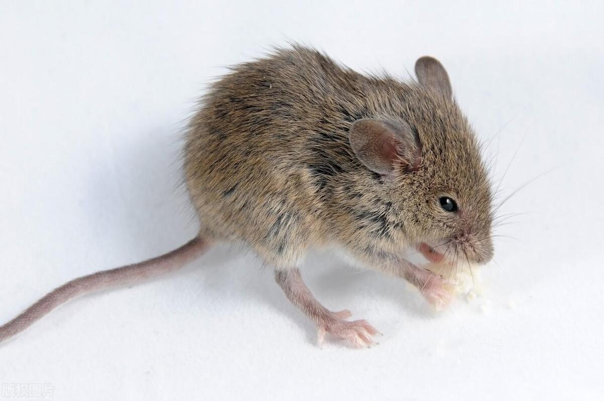 灭老鼠最有效的13个方法推荐,灭鼠灭虫最好的方法