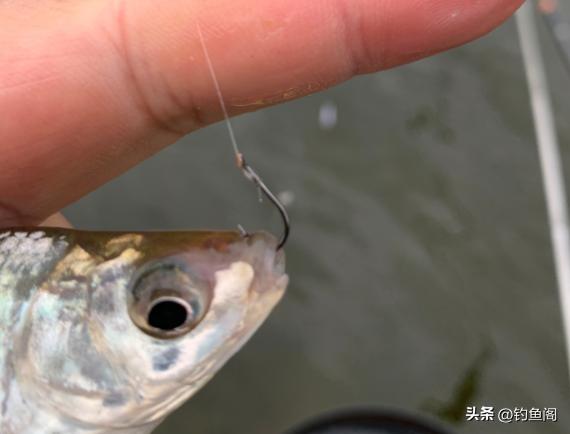 长竿钓鲫鱼怎么选漂和调漂,长竿钓鲫鱼调漂怎么调视频