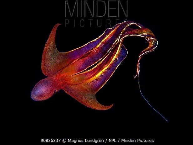 王者里面貂蝉和哪个英雄差不多,这才是真正的王者荣耀貂蝉