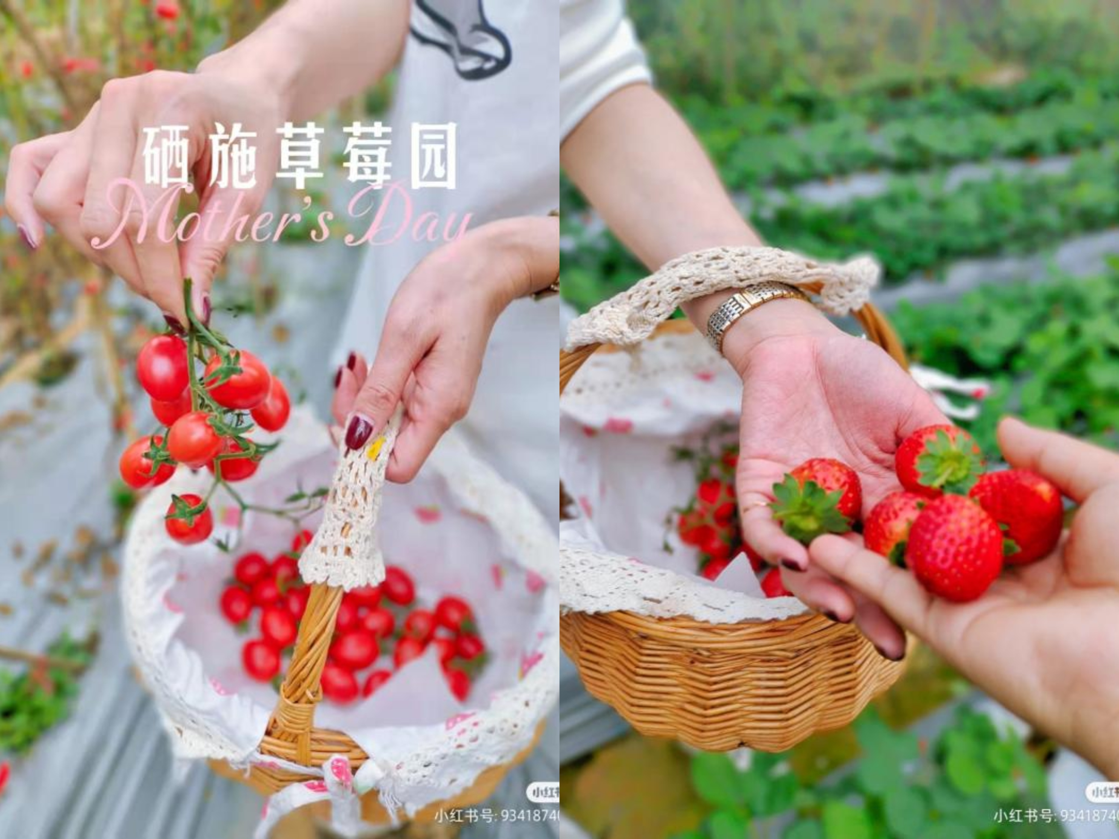 草莓园摘草莓怎么拍照,好玩的摘草莓胜地打卡