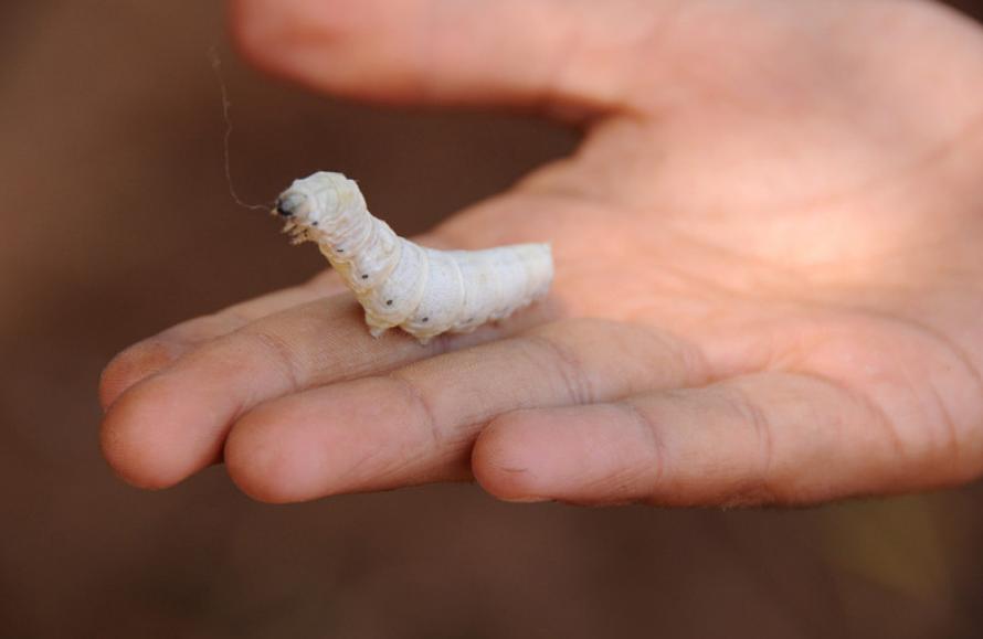 90后美女带娃客厅养七彩蚕，32天近距离观察吐丝结茧，发现新商机