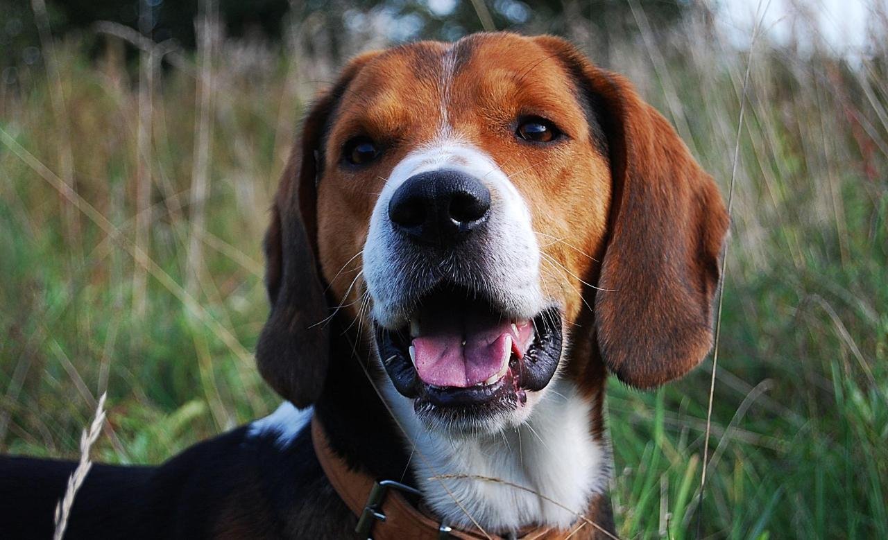 宠物狗最贵最受欢迎的犬叫什么,狗狗排行榜世界十大名犬