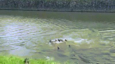 野生水貂捕鱼视频,吉林发现野生水貂