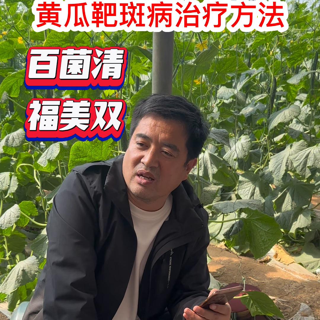 黄瓜靶斑病与黄瓜褐斑病,黄瓜靶斑病最佳治疗方法
