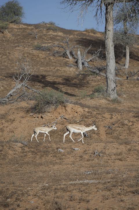 阿联酋丽思卡尔顿,阿联酋野奢帐篷