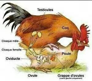 动物交,配时间表,最短0.3秒,最长的竟然是……