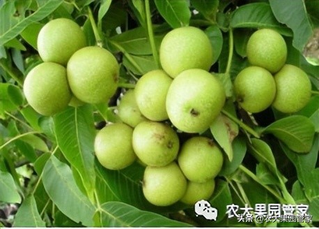 优质果树苗木品种介绍,最好的新品种苹果苗木