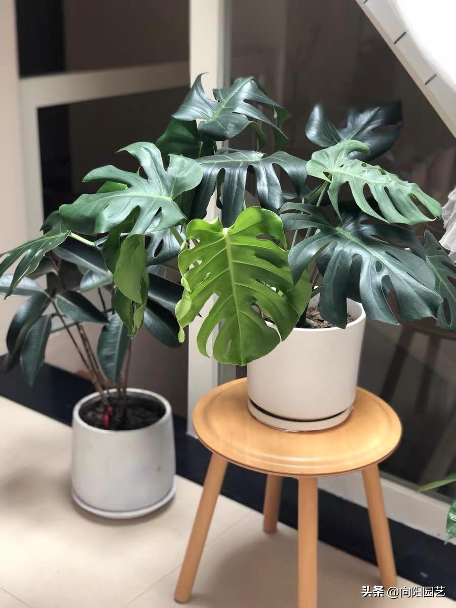 网上卖的花卉营养液有用吗,营养液浇花兑水比例1比300怎么兑