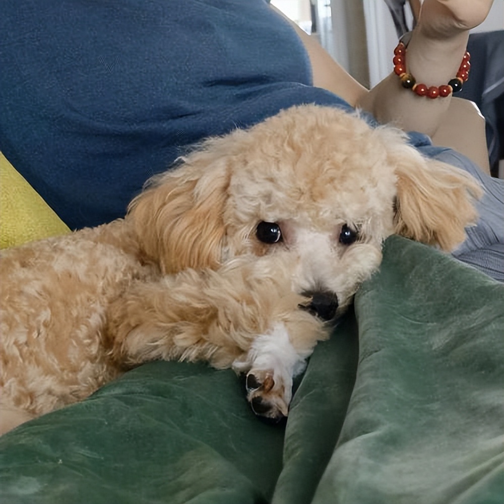 泰迪五大表现证明被你养熟了,泰迪尴尬期怎么处理好