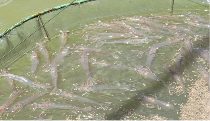 对虾肠炎怎么看,对虾肠炎能吃吗