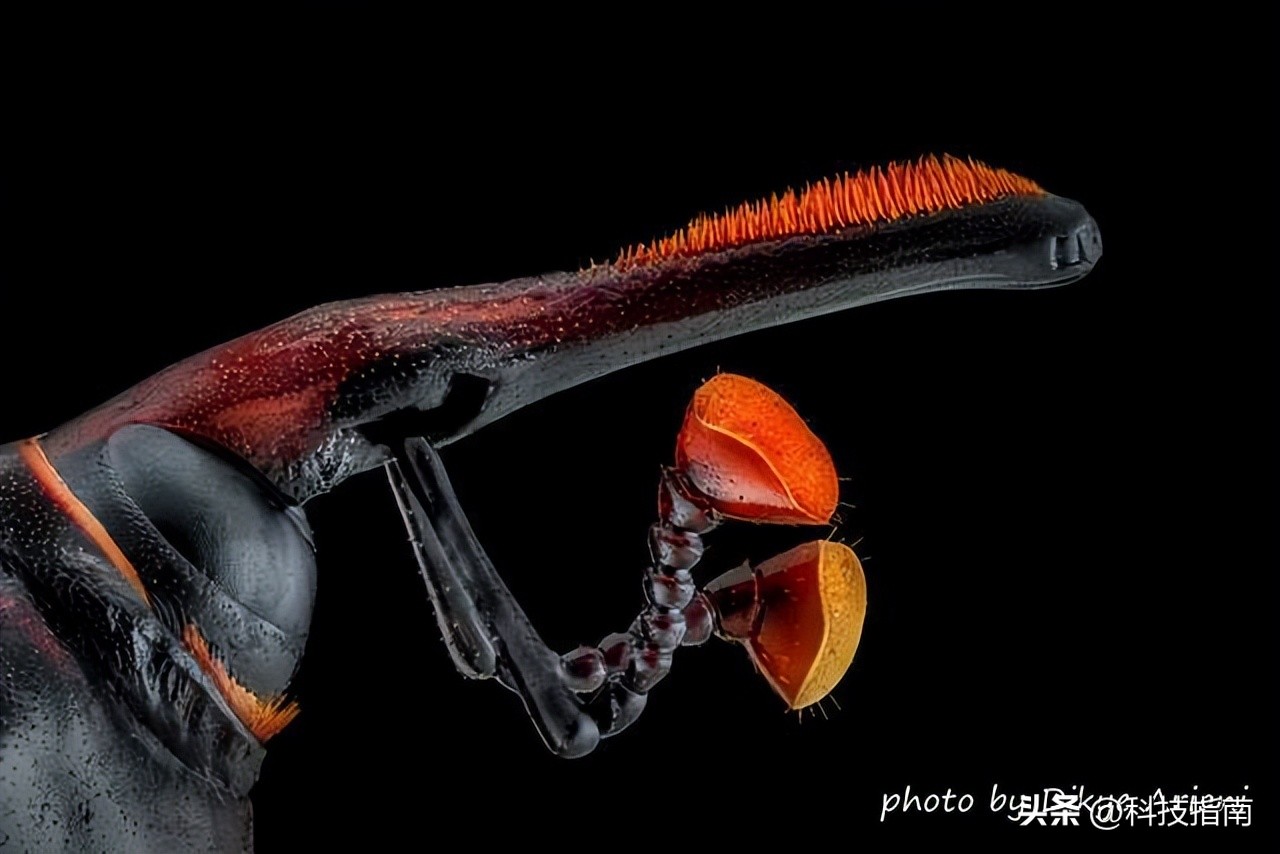 照片上的文字水印,照片水印版权