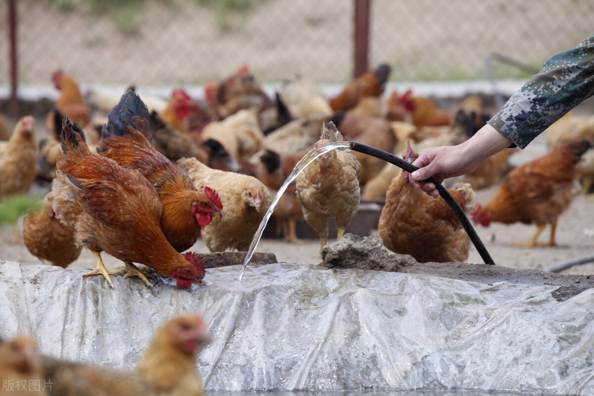 家禽疾病,禽李氏杆菌病