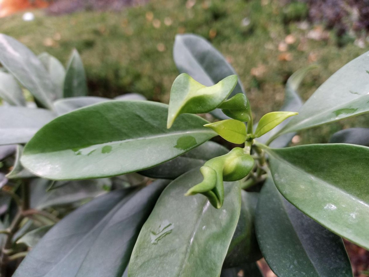 unihertzatoml鎵嬫満璇勬祴,unihertztitan鎵嬫満娴嬭瘎