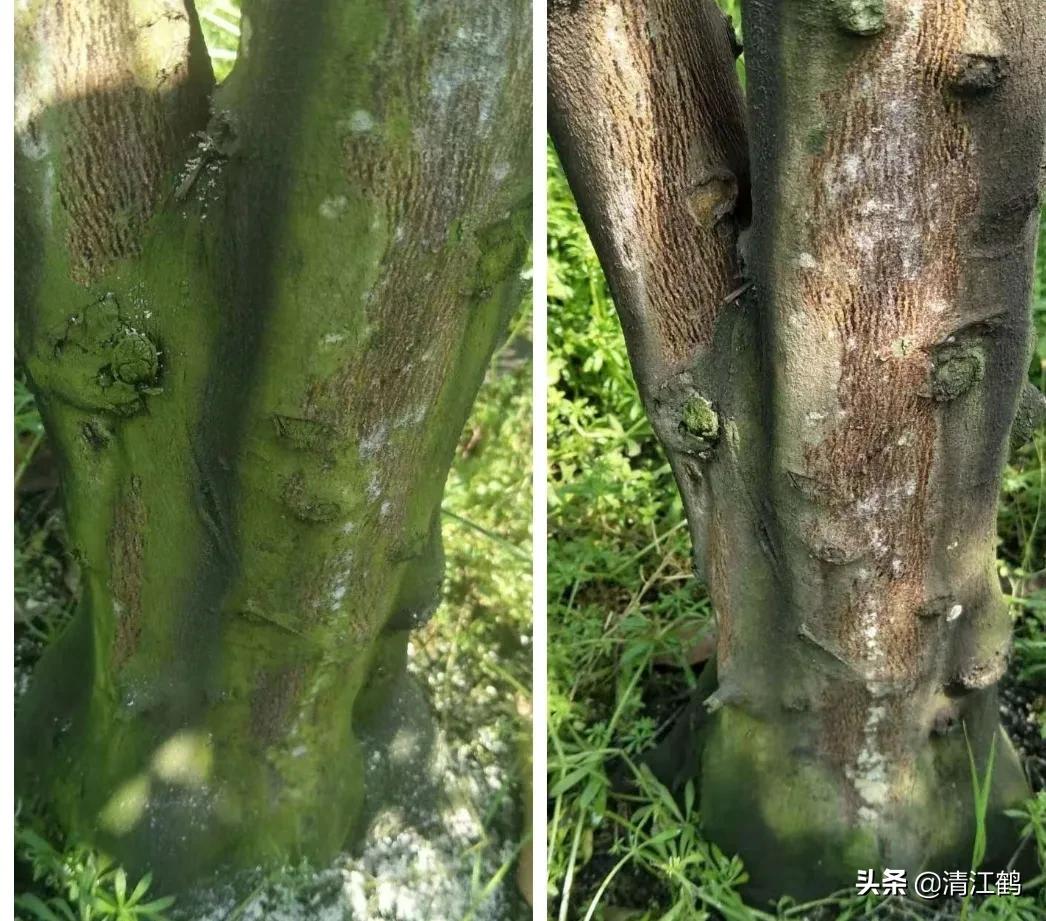 果树青苔如何防治,果树青苔如何杀灭且对果实无害